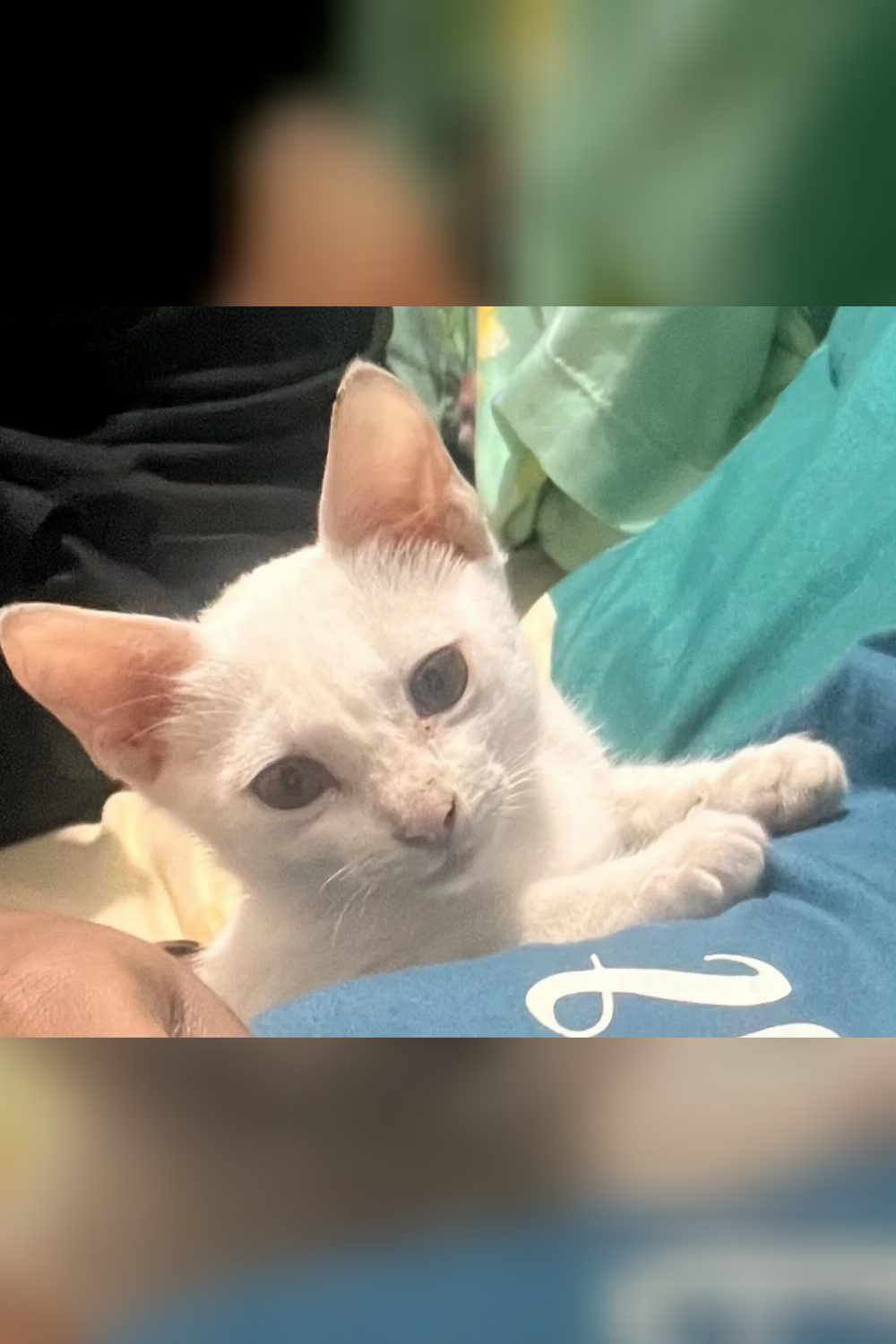 Tsuki, a Litter-Trained Kitten, for Adoption — Bengaluru