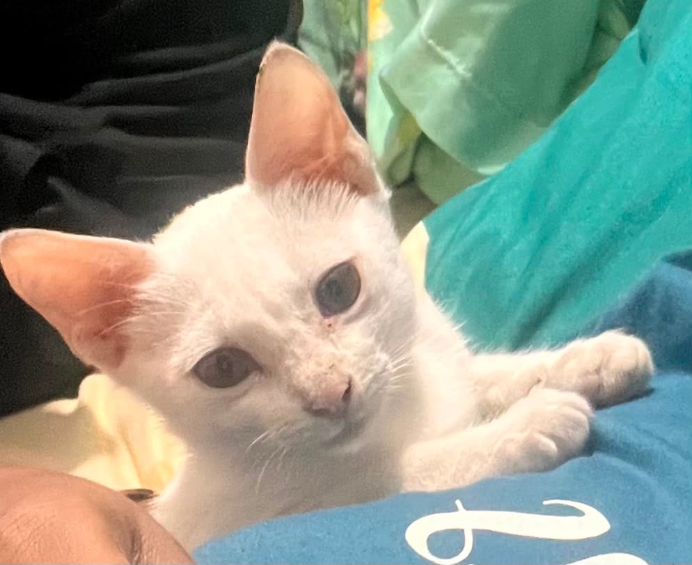 Tsuki, a 3-month-old litter-trained kitten, for adoption in BTM 2nd Stage, Bengaluru