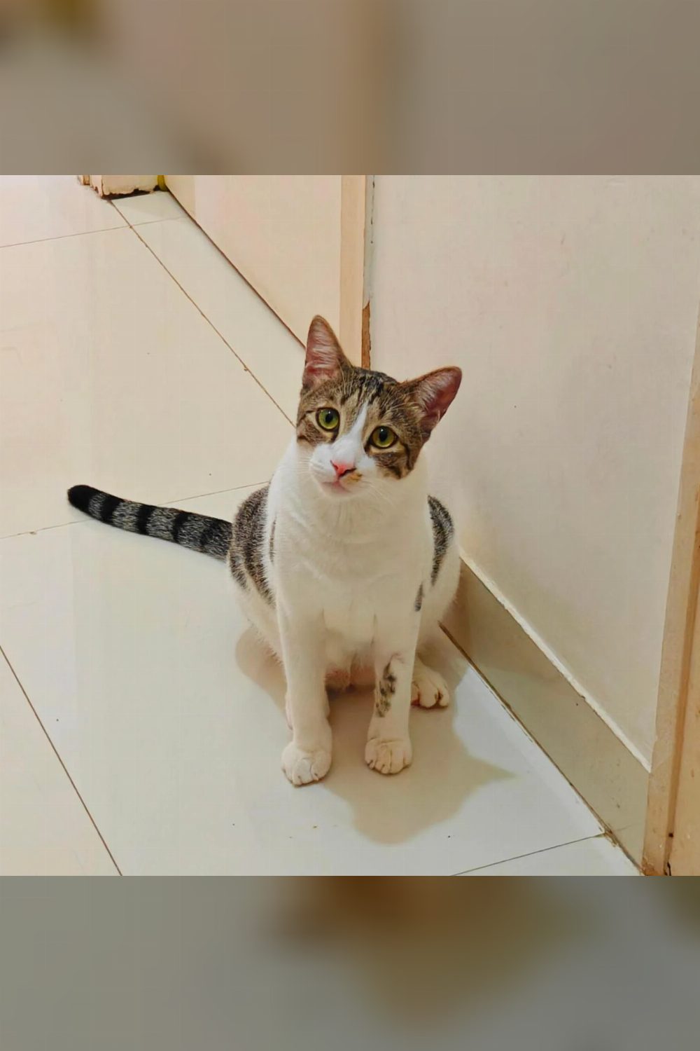 Mani, a Playful Neutered Cat, Is Looking for His Person — Mumbai