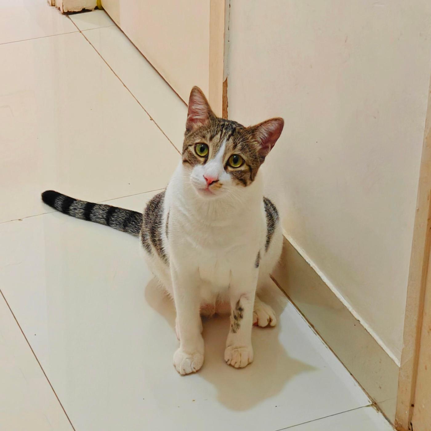 Mani, a Playful Neutered Cat, Is Looking for His Person — Mumbai