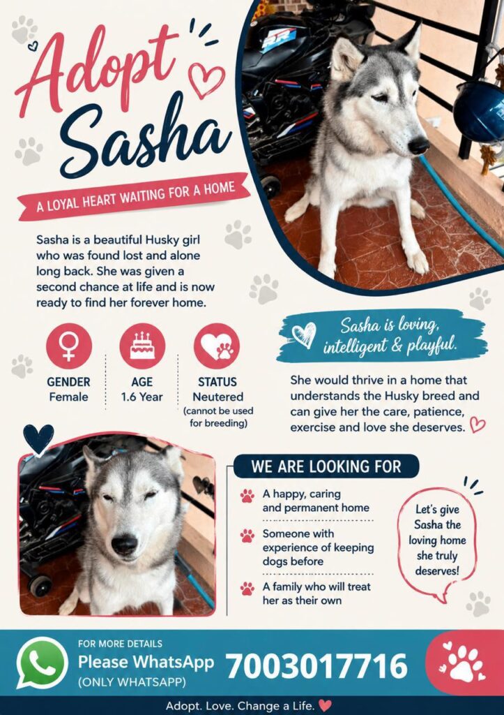 Bangalore Adoption - pet in Bengaluru