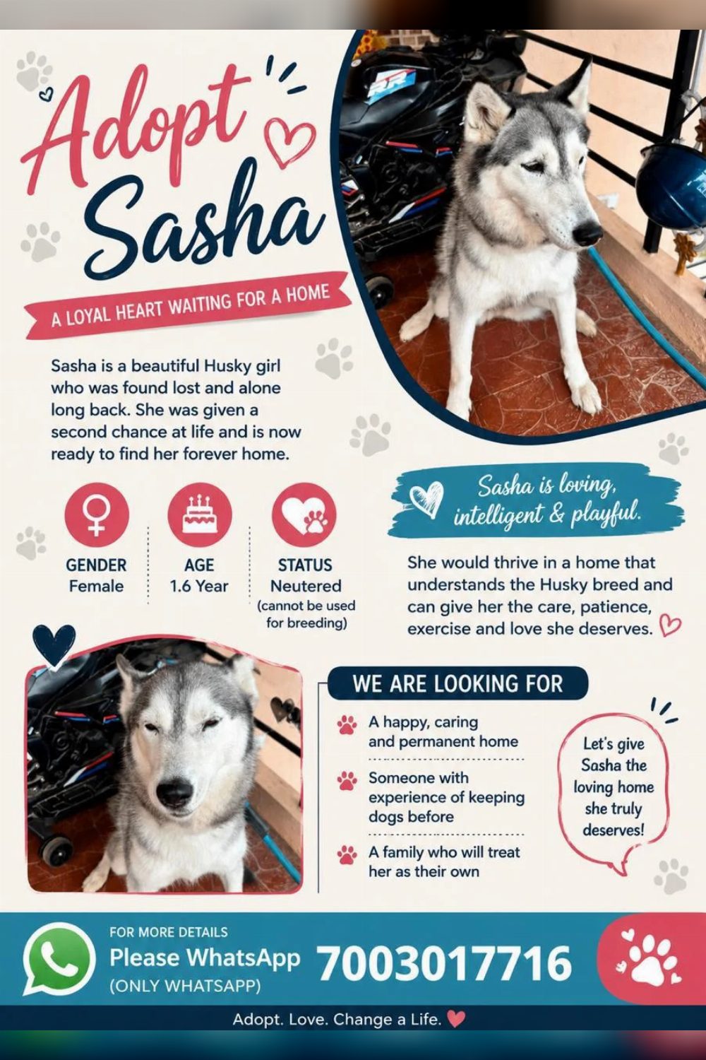 Sasha, a 1.6-Year-Old Husky, Needs a Loving Home — Bengaluru