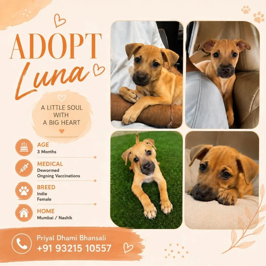 Luna, a three-month-old indie female puppy up for adoption in Mumbai