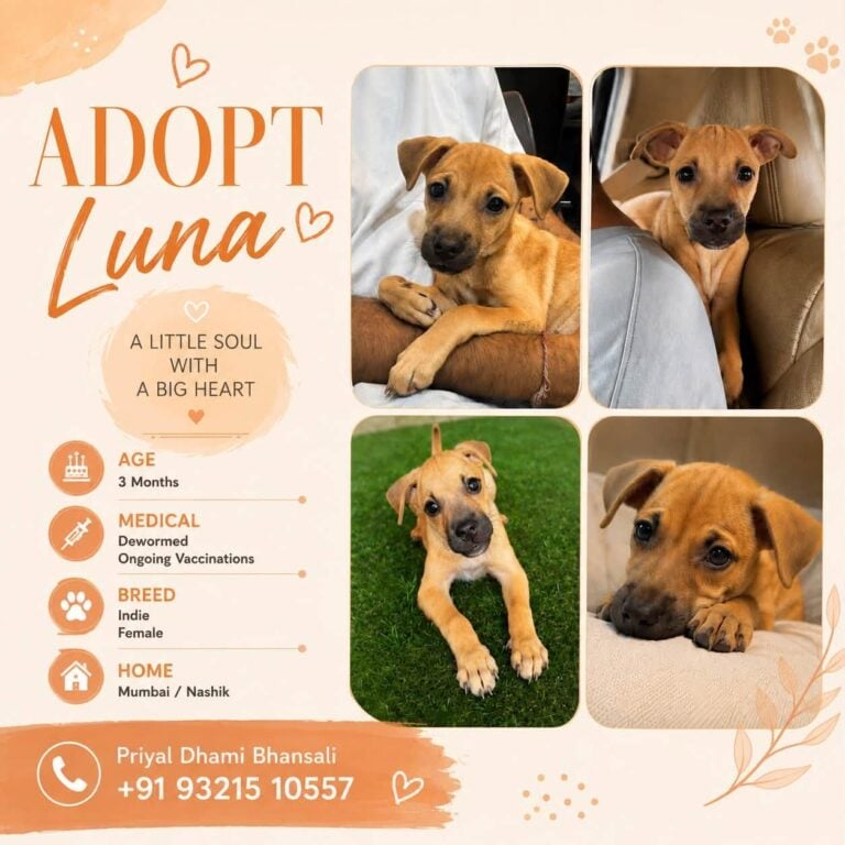 Luna, a three-month-old indie girl, needs a home, adoptable dog in Mumbai