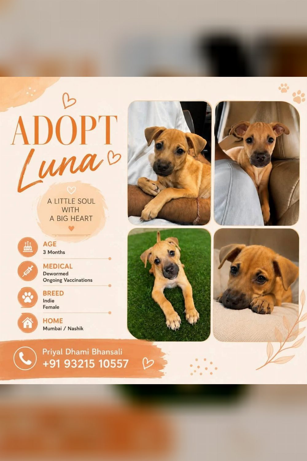 Luna, a three-month-old indie girl, needs a home — Mumbai
