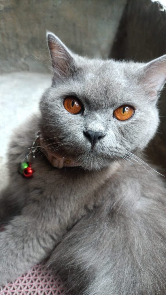 ONJO, a 1.5-year-old male Persian cat, up for adoption in Tughlakabad, New Delhi