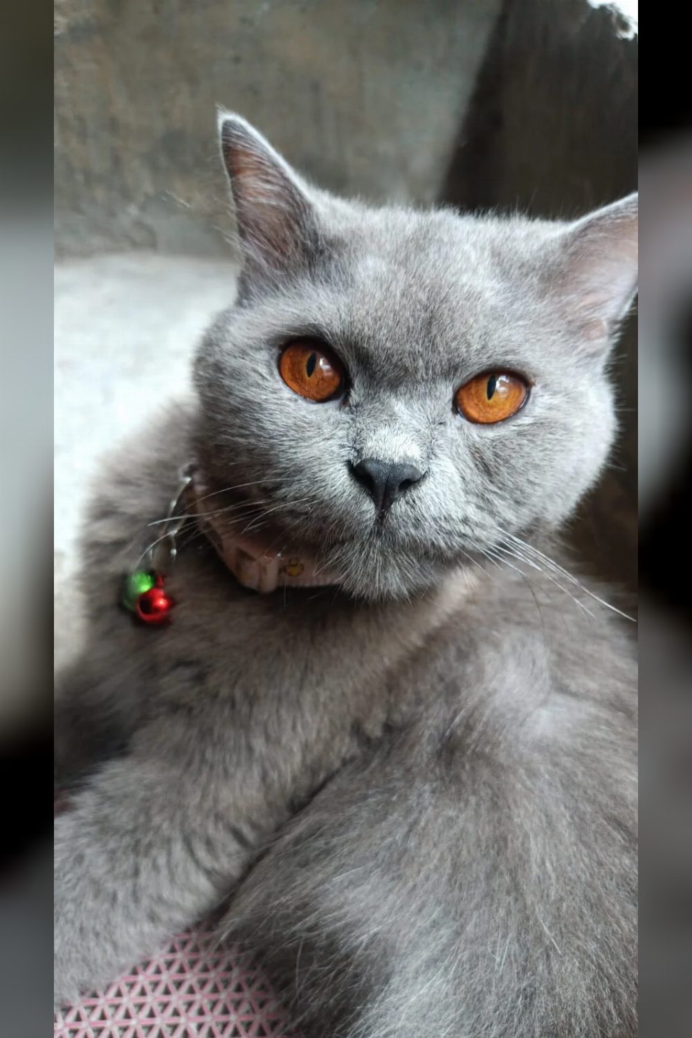 ONJO, a one-and-a-half-year-old Persian cat for adoption — Delhi NCR
