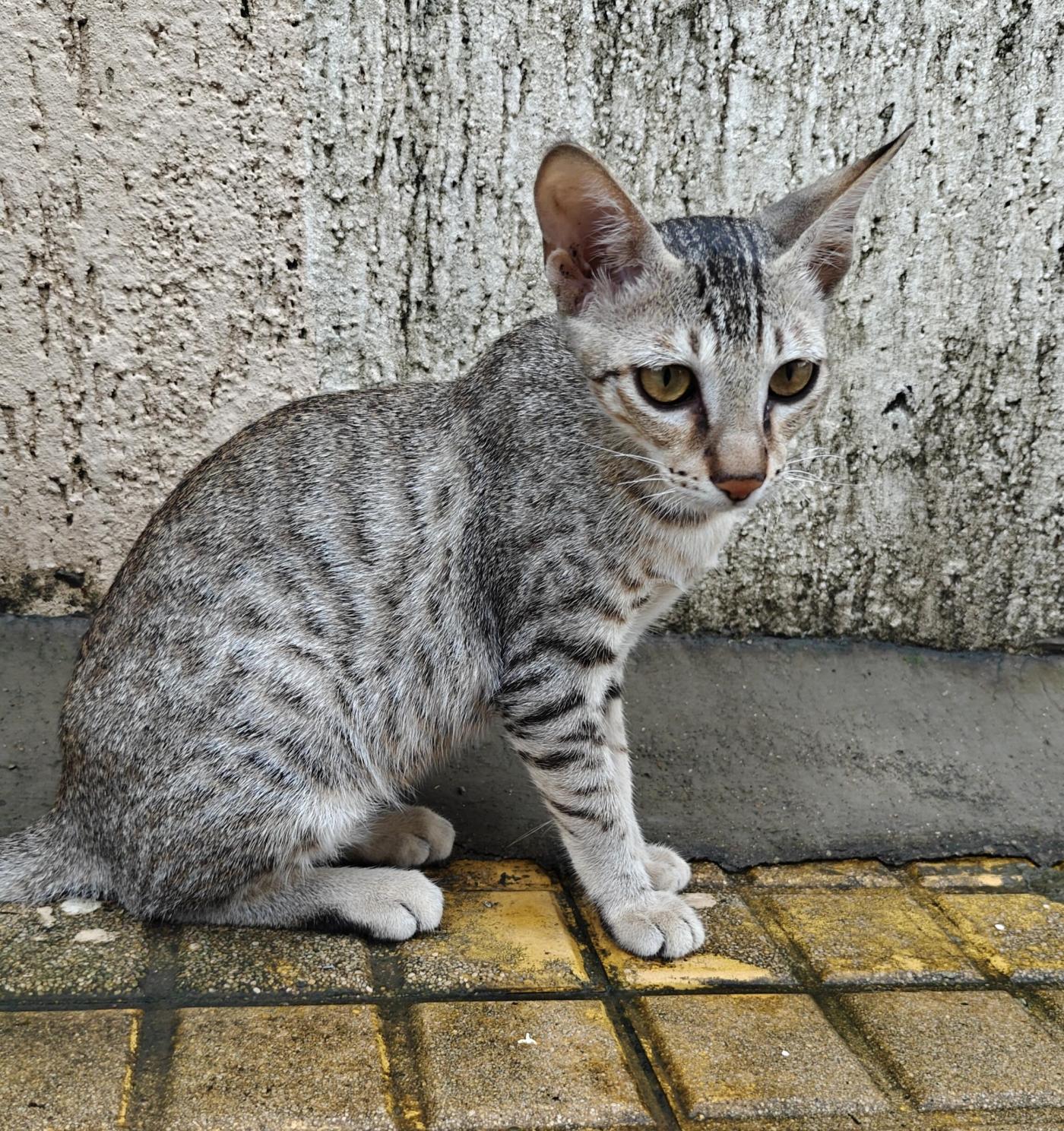 The four-month-old diva with natural kajal eyes — Navi Mumbai
