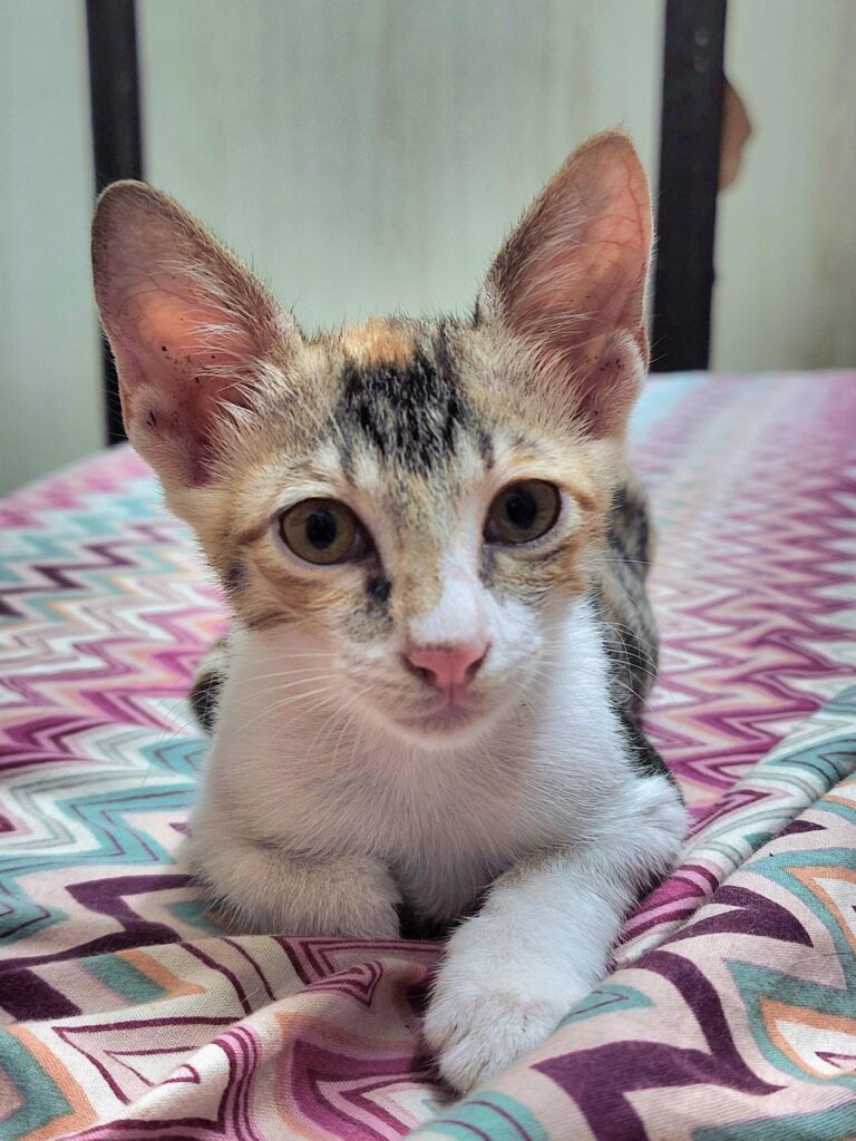 A young calico and white kitten resting on a patterned blanket, ears up and looking at the camera. One of three kittens in Mumbai needing homes.