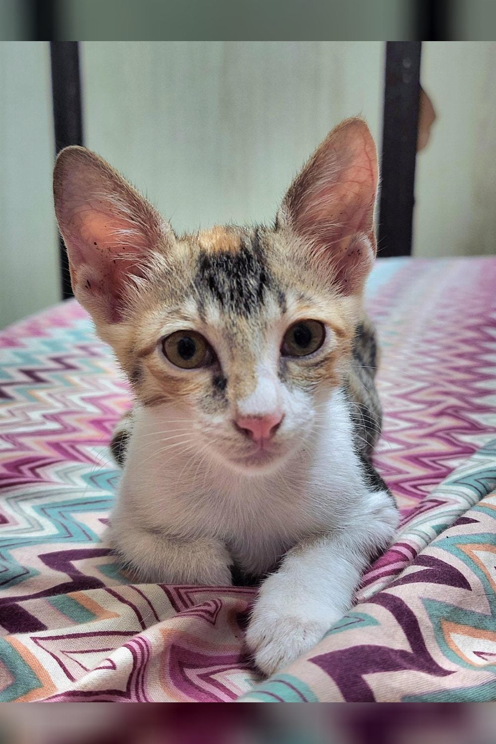Three kittens need homes before their building forces them out — Mumbai