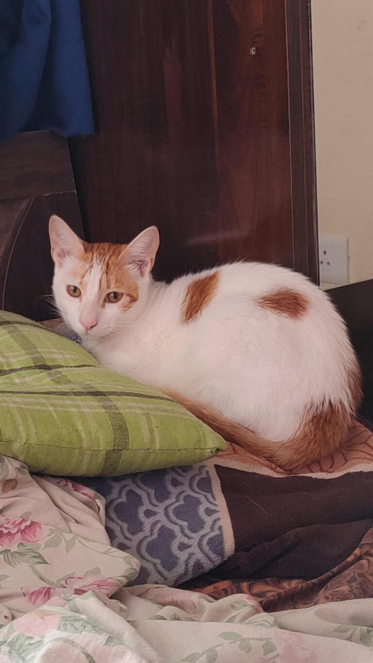 Nemo, a young ginger-and-white foster cat, is looking for a home, adoptable cat in Pune