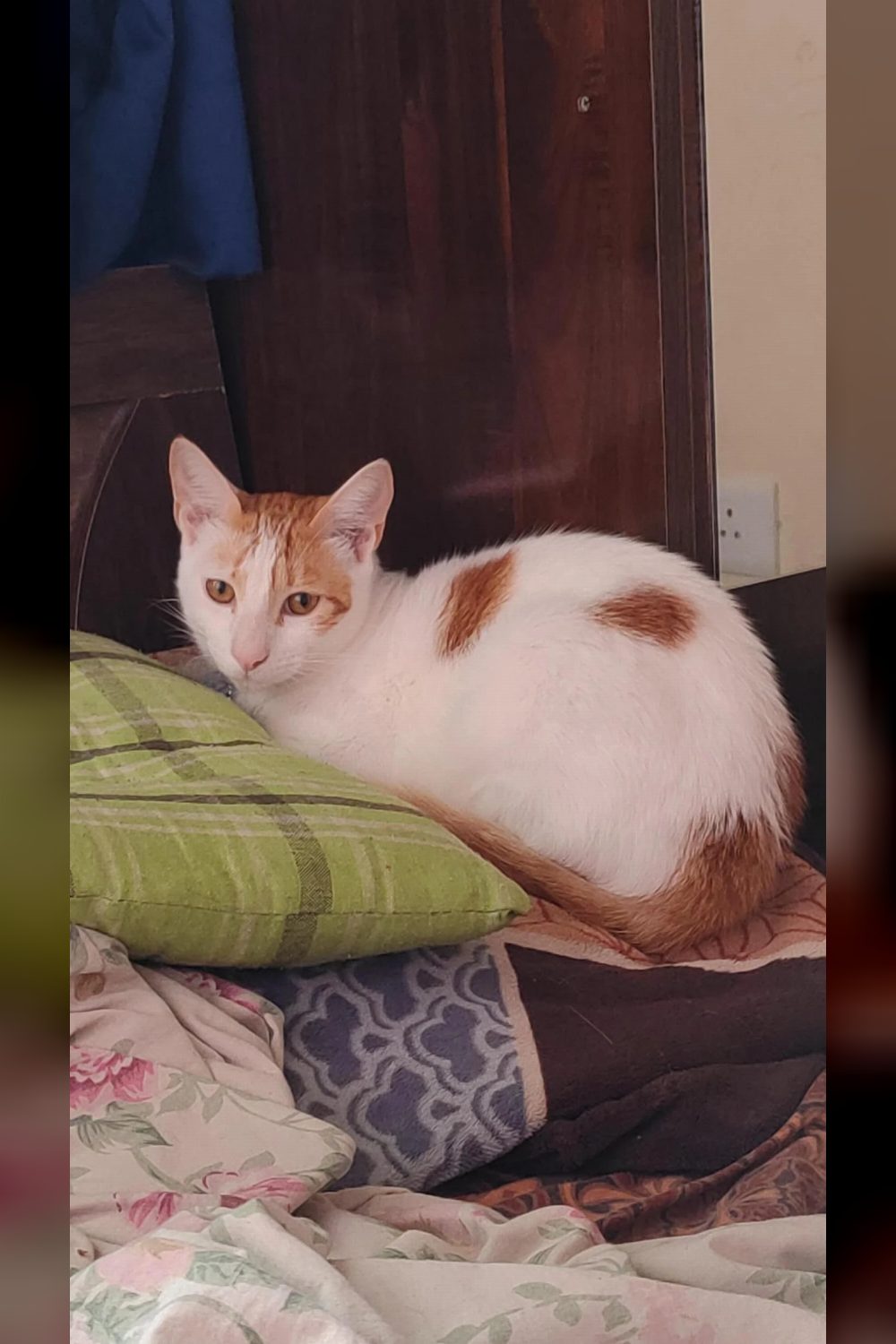 Nemo, a young ginger-and-white foster cat, is looking for a home — Pune