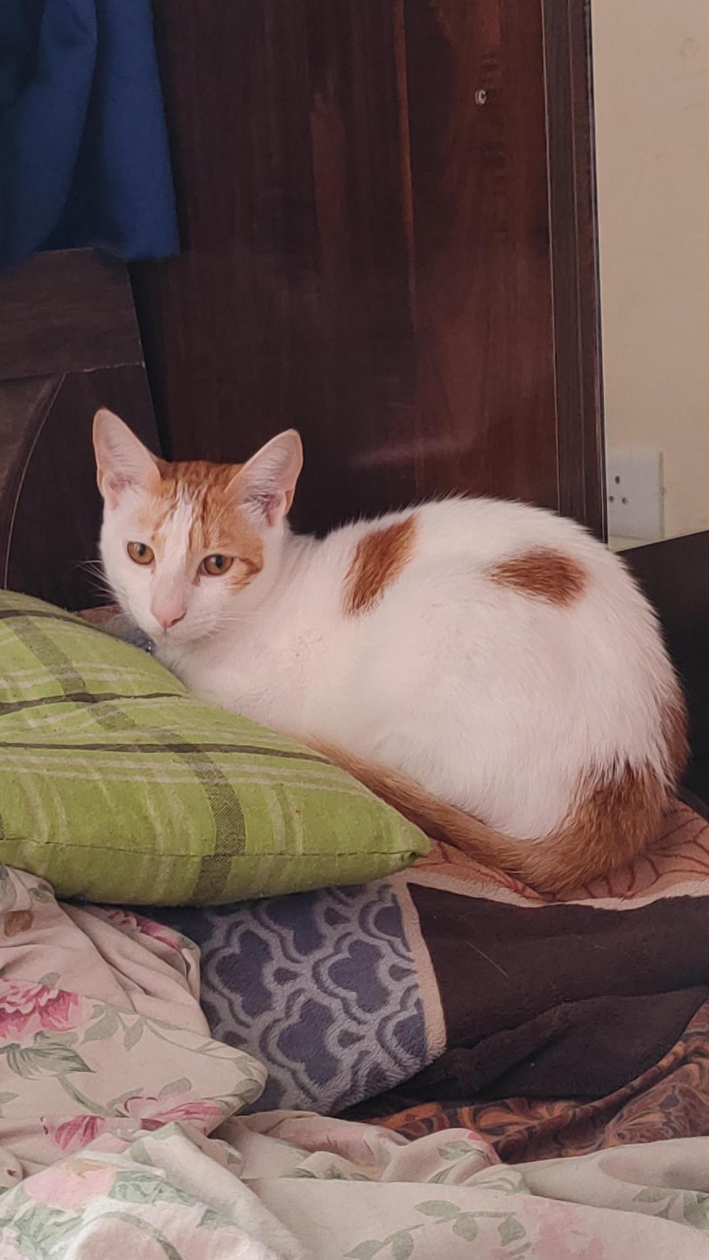 Nemo, a young ginger-and-white foster cat, is looking for a home — Pune
