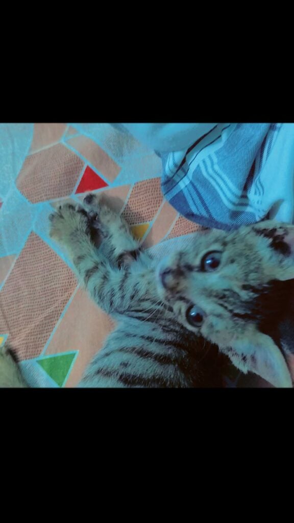 A small grey tabby kitten lying on a blue cloth, found in a park in Greater Noida
