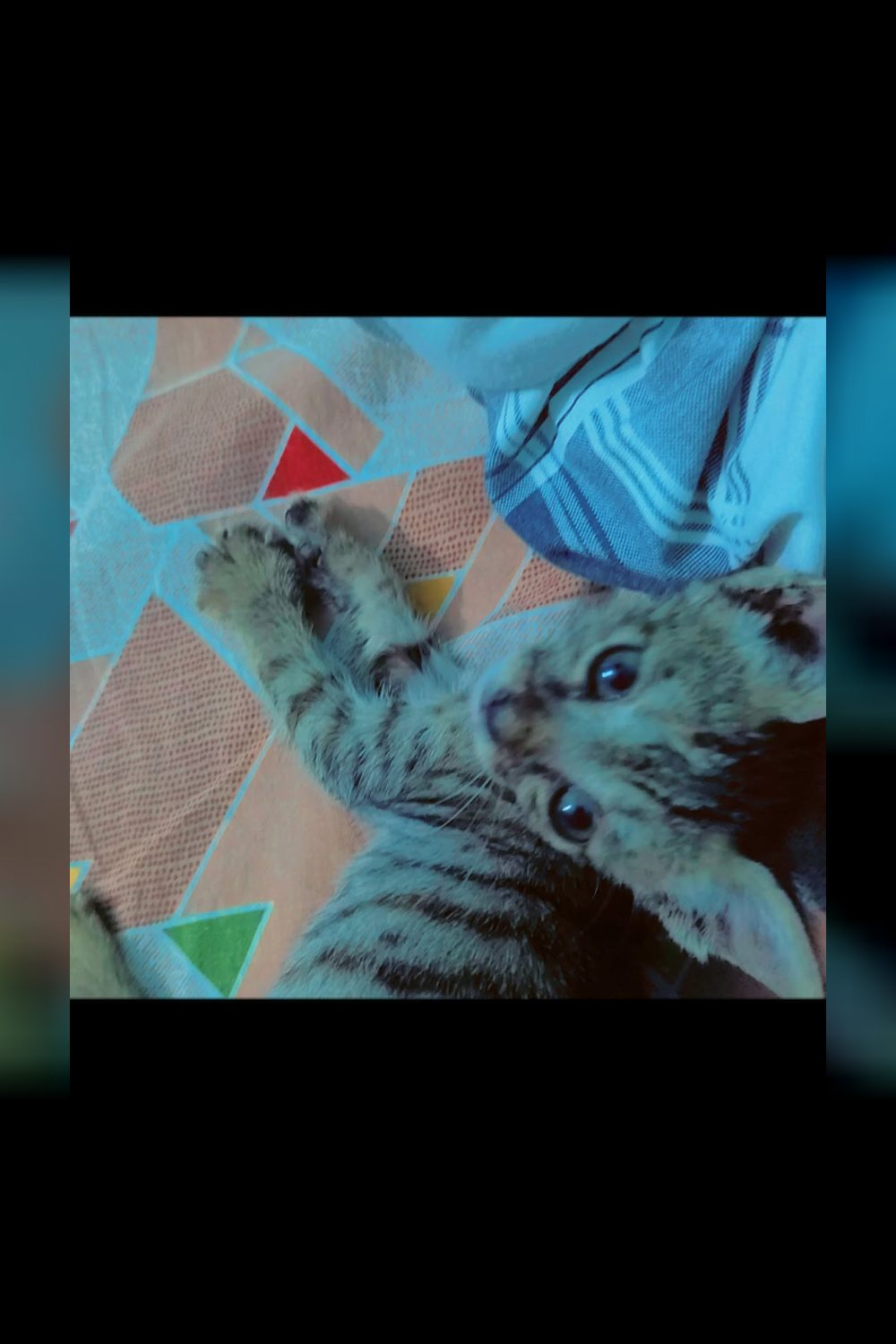 A five-week-old kitten found in a Greater Noida park, already litter trained — Delhi NCR