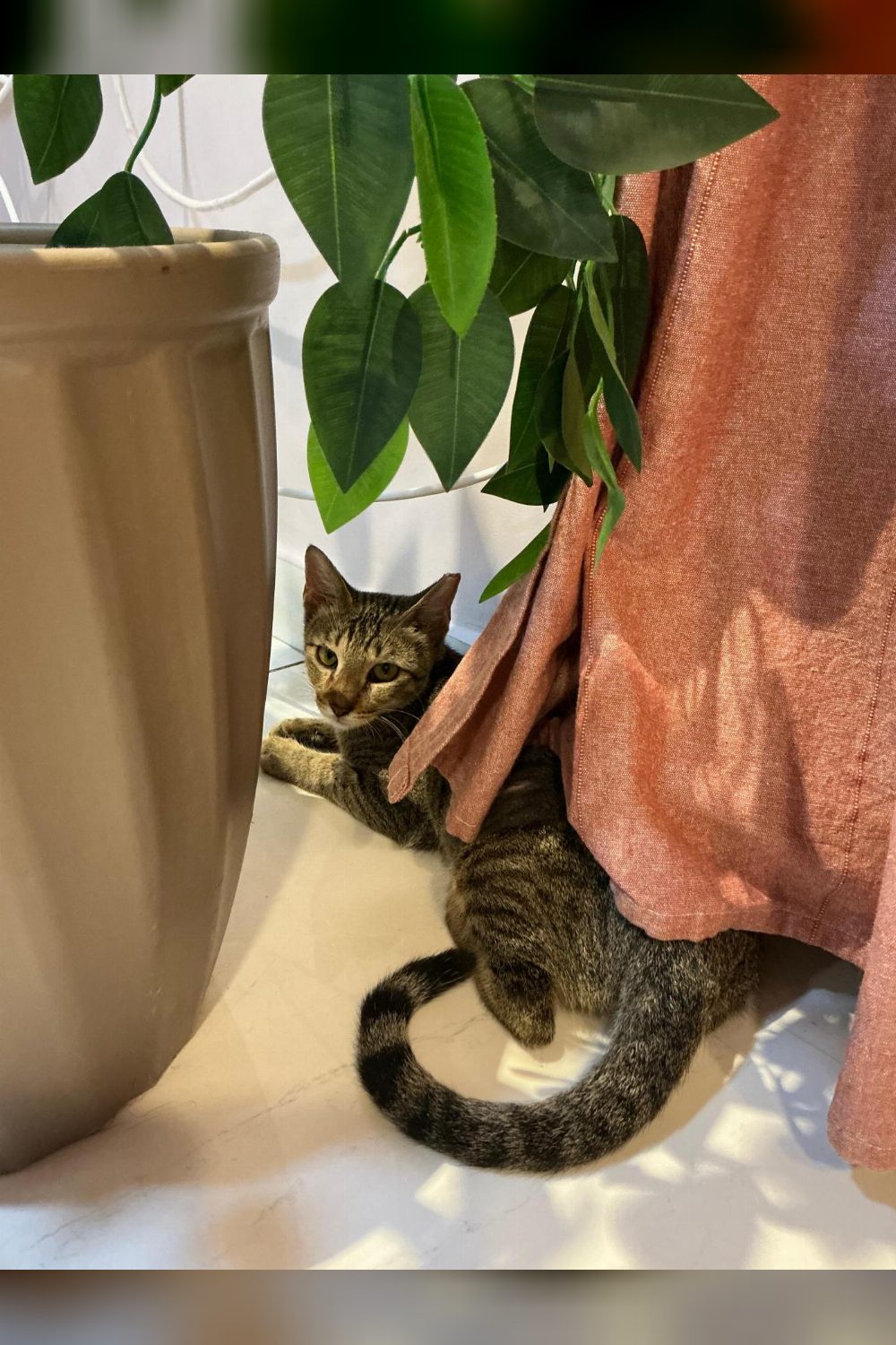 Jagger survived being poisoned, then survived a failed adoption — Mumbai