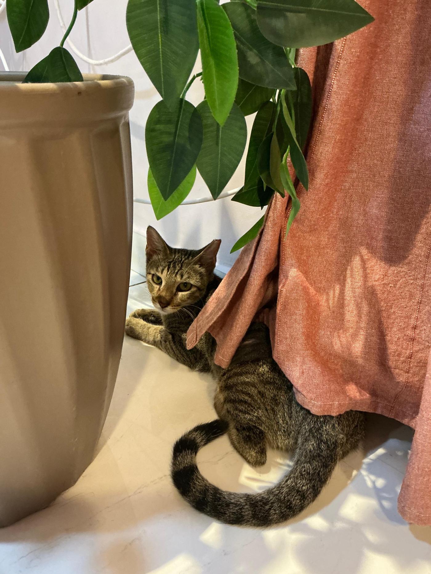 Jagger survived being poisoned, then survived a failed adoption — Mumbai