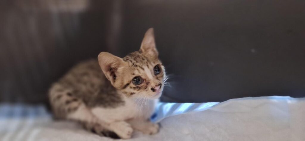 A three-week-old white and grey indie kitten rescued in Malviya Nagar, South Delhi