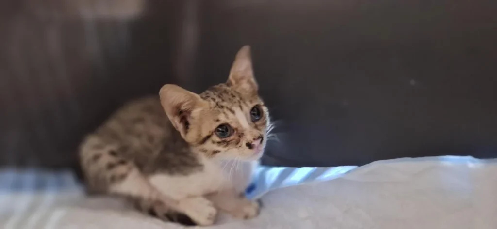 A three-week-old white and grey indie kitten rescued in Malviya Nagar, South Delhi