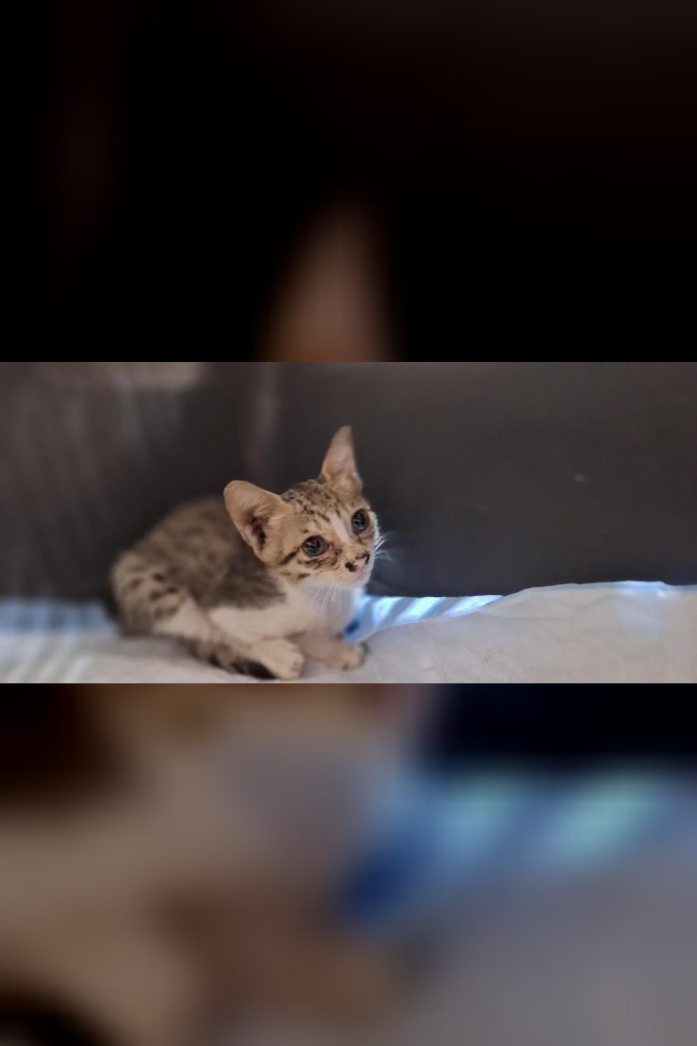 A three-week-old kitten found in Malviya Nagar needs a foster now — Delhi NCR