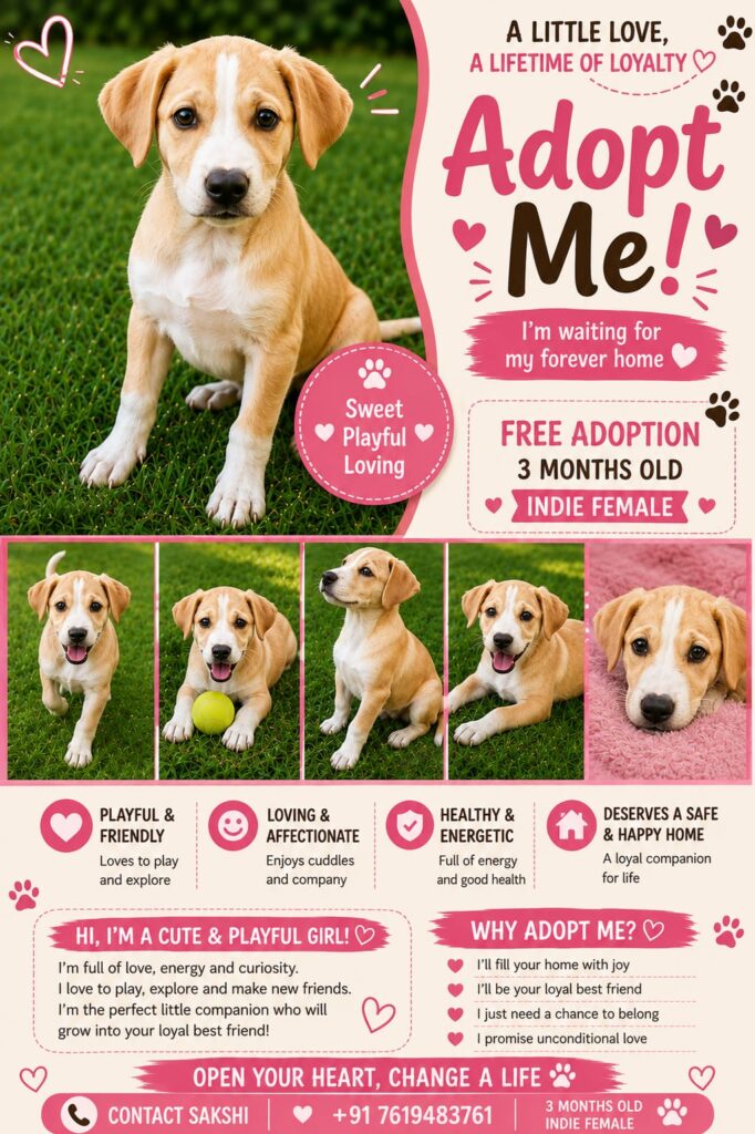 Puppies for adoption (Bangalore) - puppy in Bengaluru