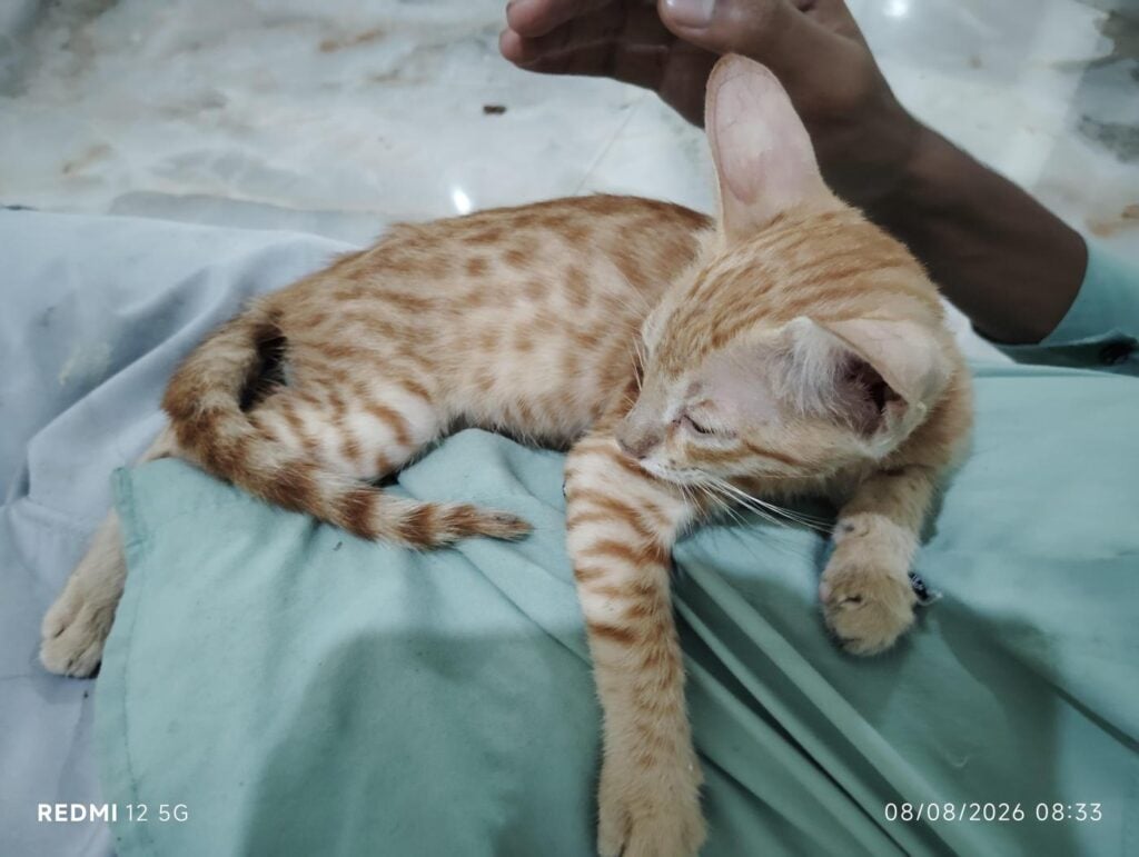 Rescued indie cat for adoption in Tughlakabad, Delhi NCR