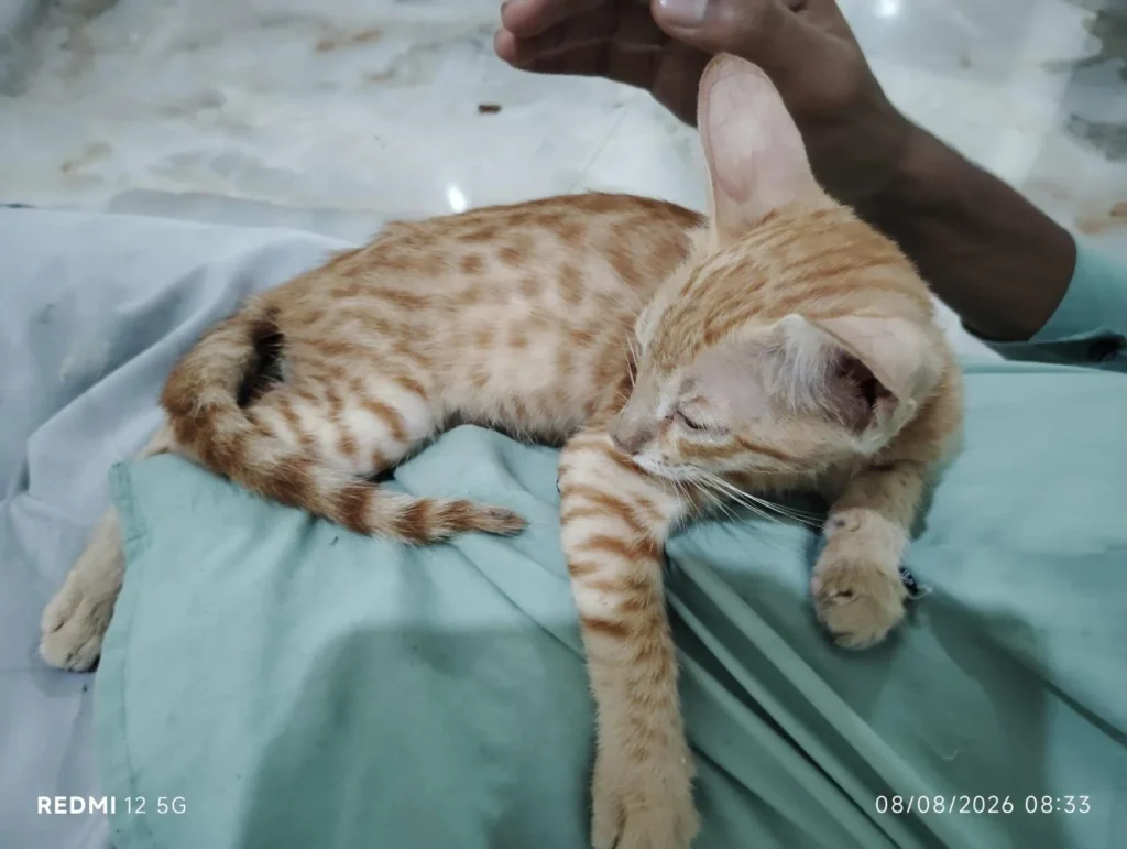 Rescued indie cat for adoption in Tughlakabad, Delhi NCR
