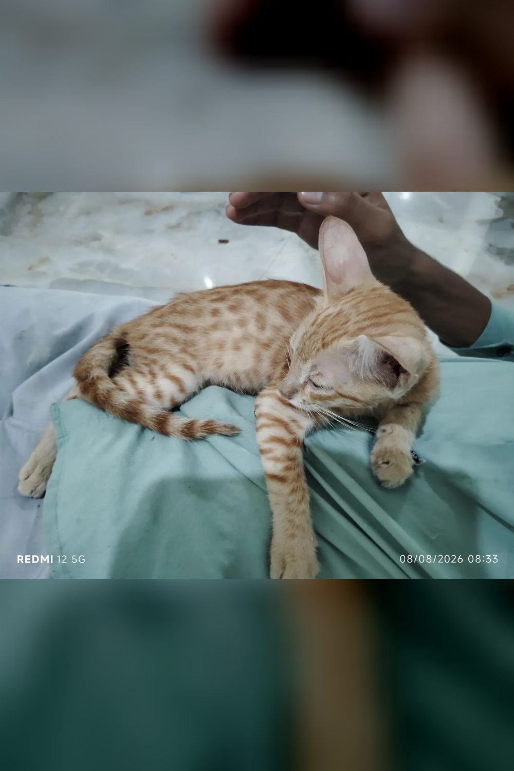 Rescued Indie Cat in Tughlakabad Needs a New Home — Delhi NCR