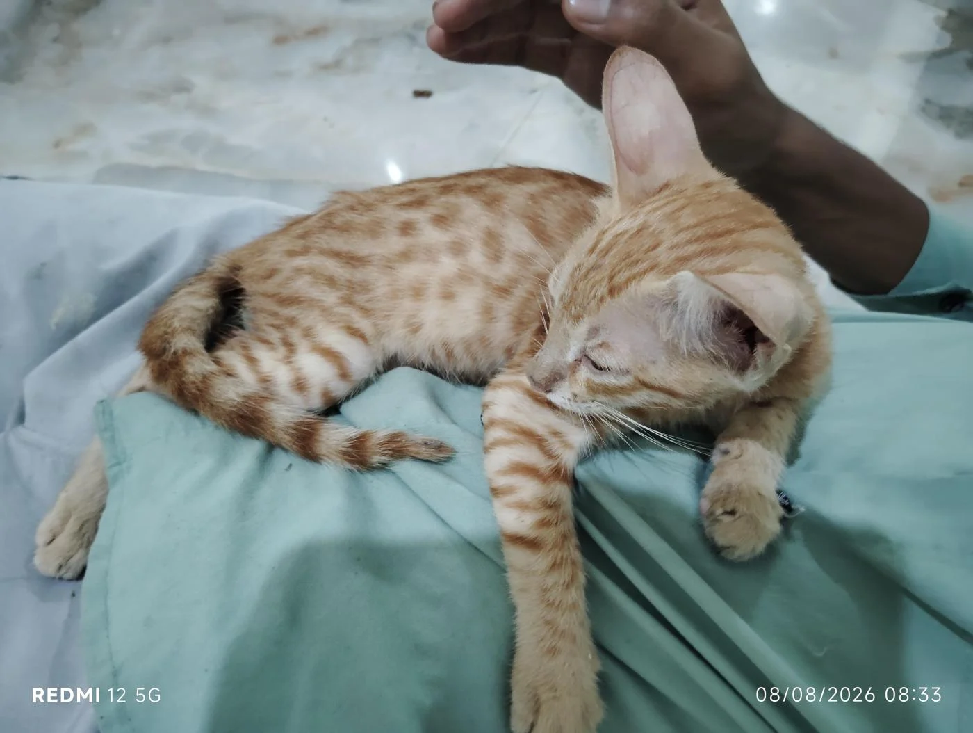 Rescued Indie Cat in Tughlakabad Needs a New Home in Delhi NCR