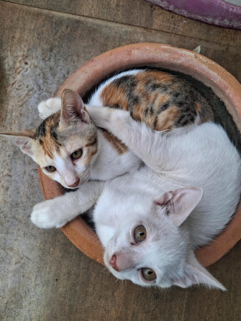 Two friendly 3-month-old kittens looking for an indoor home, adoptable cat in Mumbai