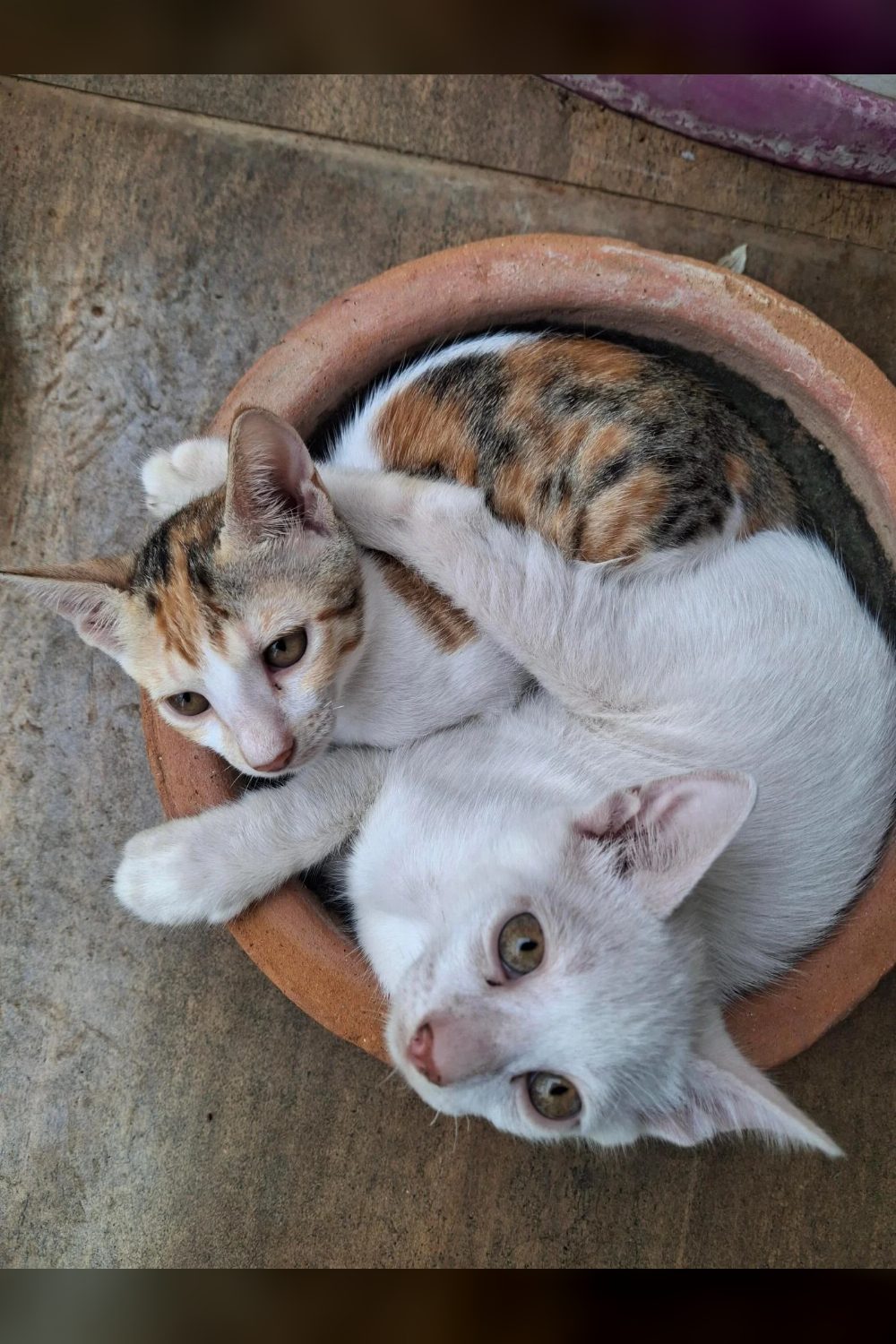 Two friendly 3-month-old kittens looking for an indoor home — Mumbai