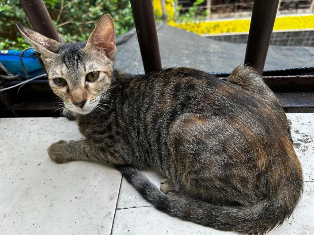 Two spayed six-month-old female sister kittens up for adoption in Mumbai