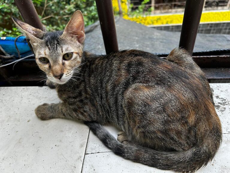 Two spayed six-month-old sister kittens are looking for one home together, adoptable cat in Mumbai