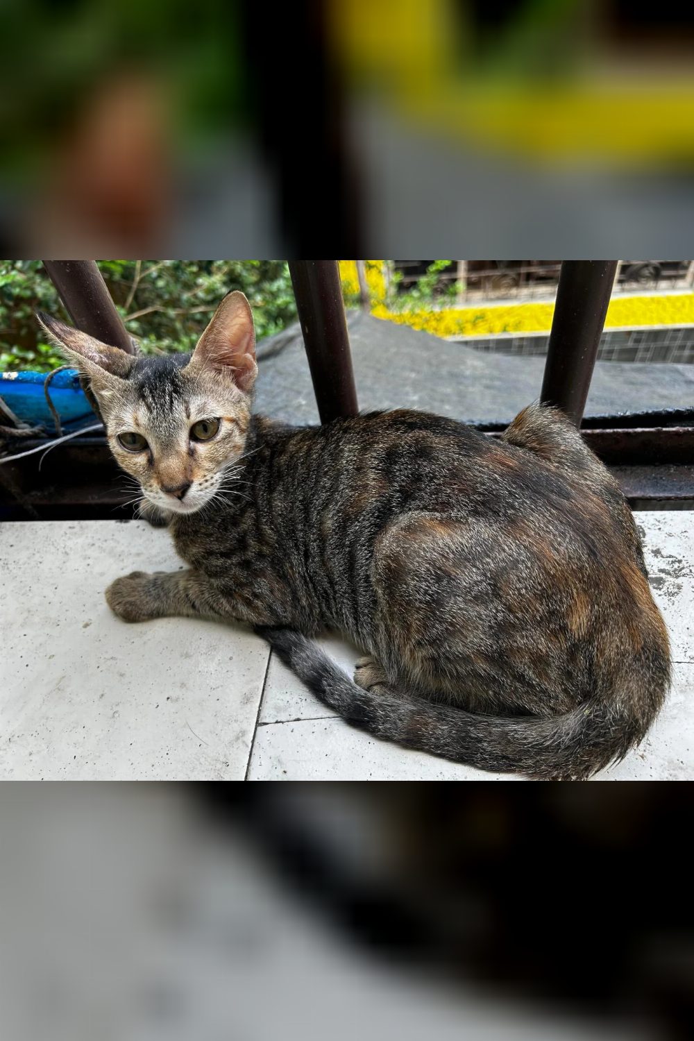 Two spayed six-month-old sister kittens are looking for one home together — Mumbai