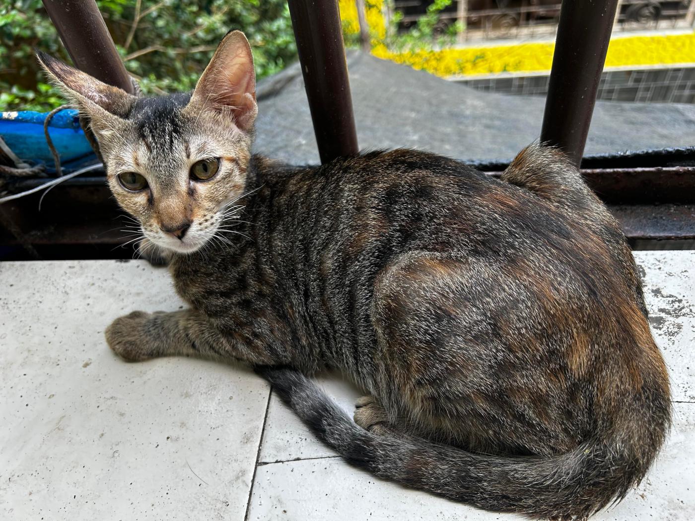 Two spayed six-month-old sister kittens are looking for one home together — Mumbai