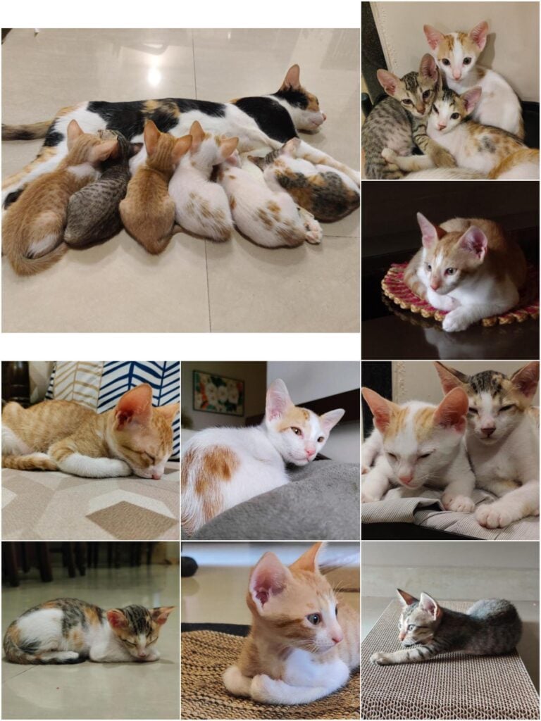 Six three-month-old foster kittens up for adoption in Navi Mumbai