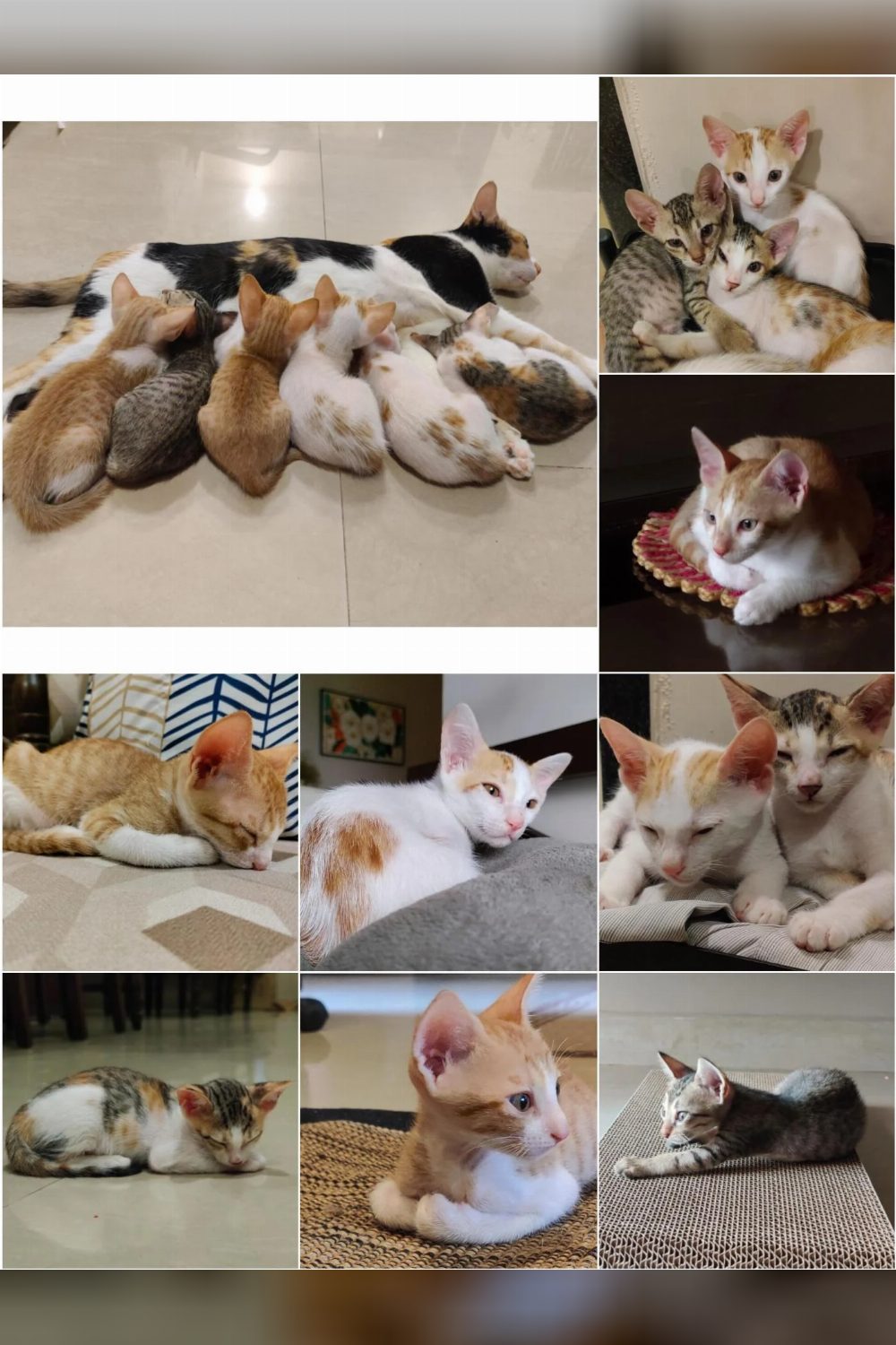 Six three-month-old foster kittens looking for homes — Navi Mumbai