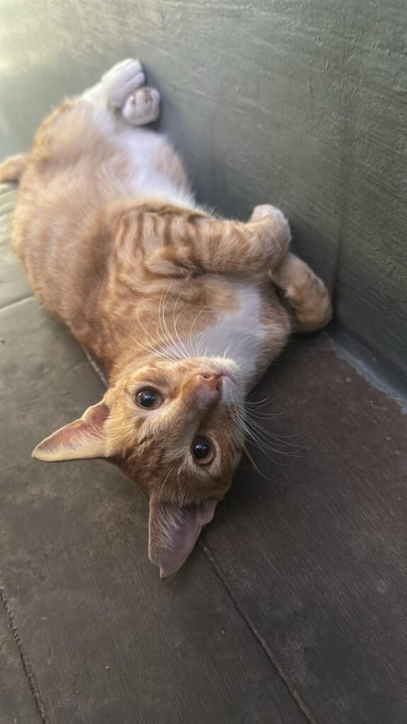 A cream and ginger cat lying on its back on a tiled floor with its paws in the air, photographed in Chennai