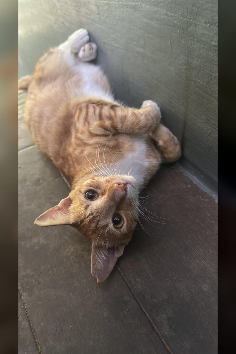 Nine-month-old neutered cat needs a home before his building comes down — Chennai
