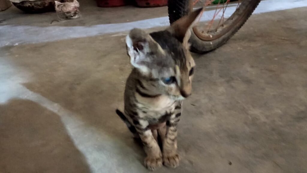 2-month-old female kitten up for adoption - kitten in India