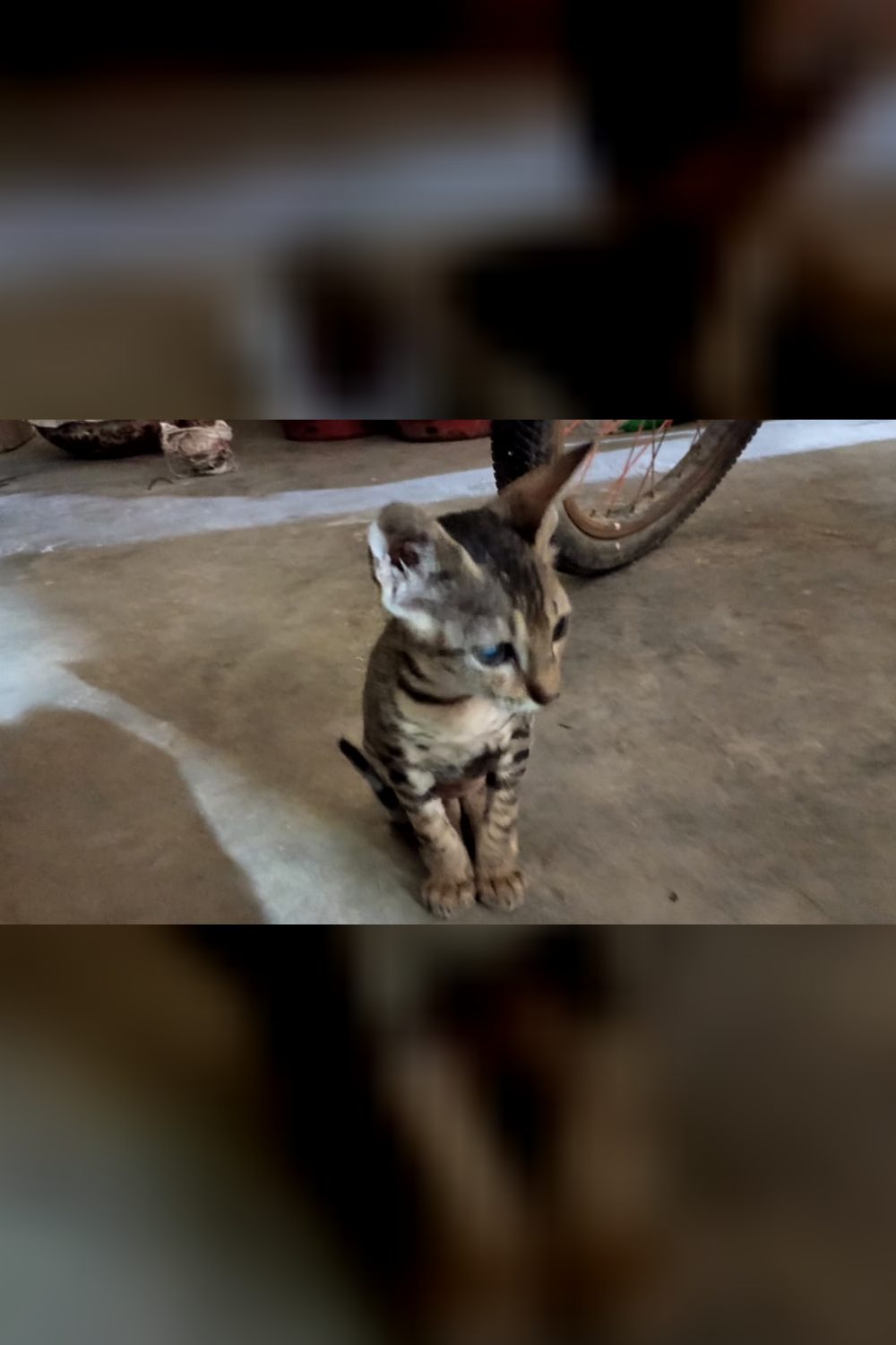 A Playful Two-Month-Old Kitten Needs a Home — Prayagraj