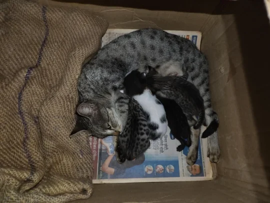 Their Mother Came Back for the Four Kittens She Left in a Storeroom, adoptable cat in Satara