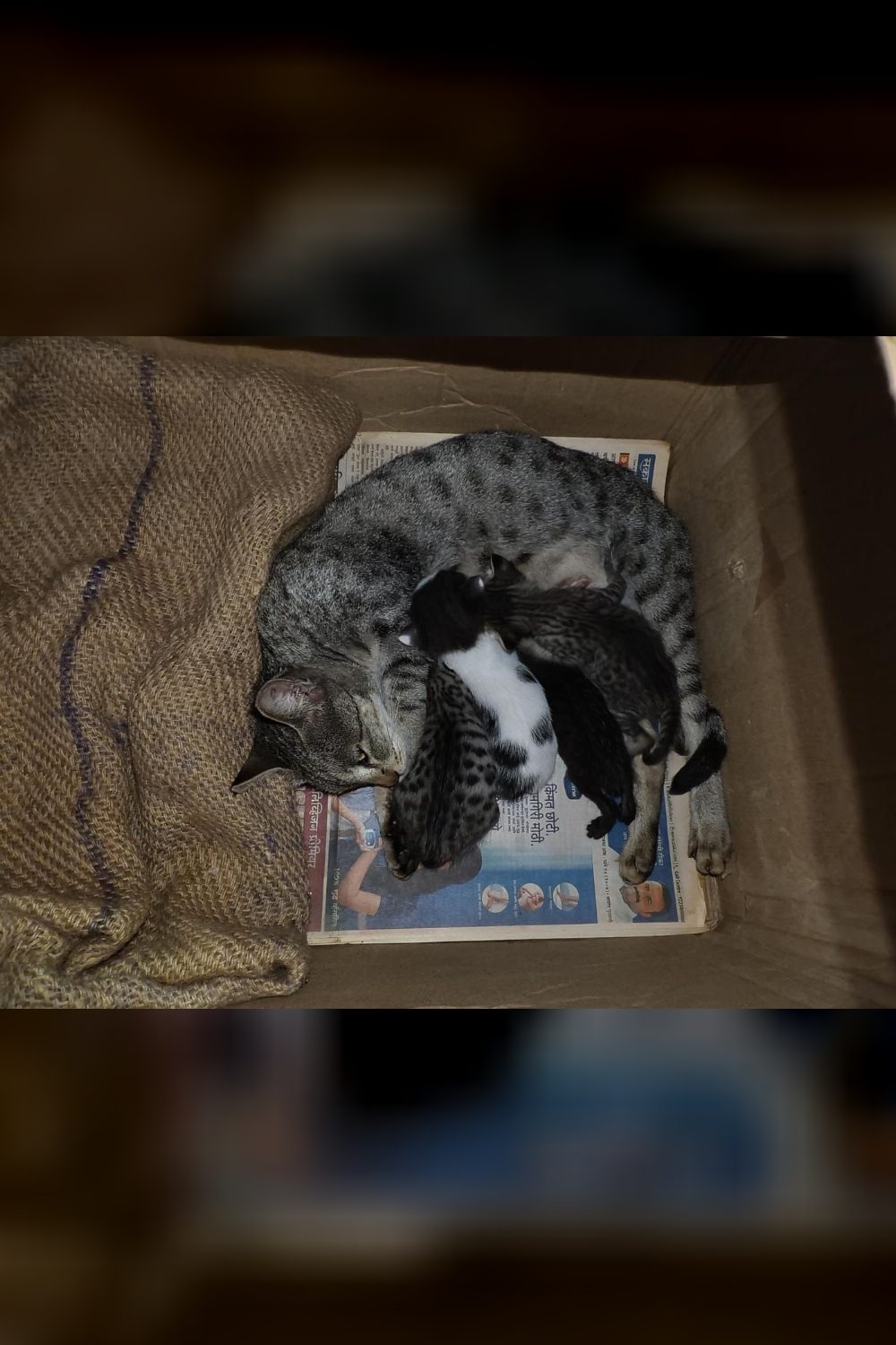 Their Mother Came Back for the Four Kittens She Left in a Storeroom — Satara