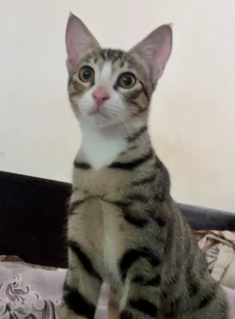 Leo deserves better. So here’s the truth - pet for adoption in Delhi NCR