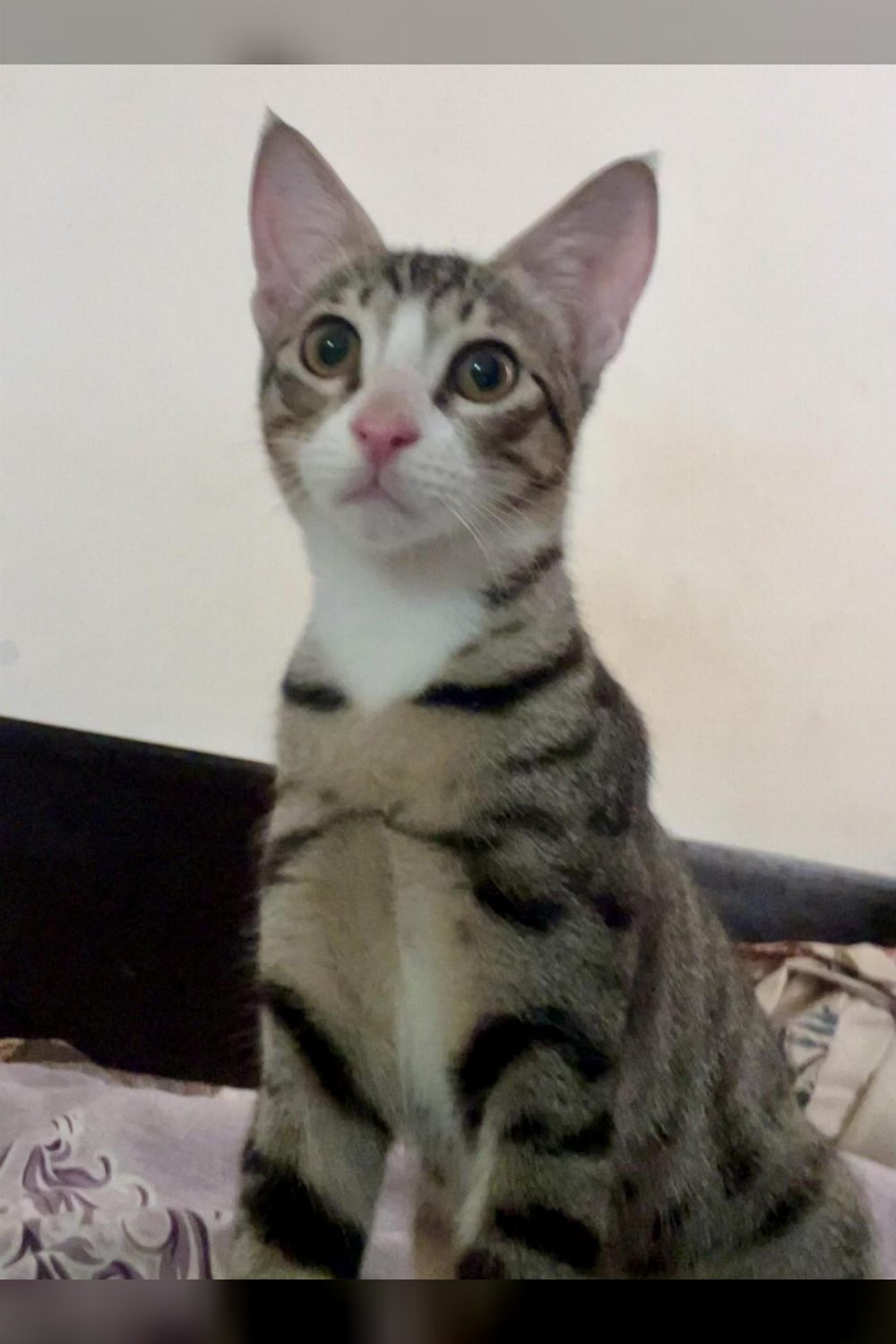Leo, a Returned Cat Whose Rescuer Is Being Extra Careful This Time — Delhi NCR