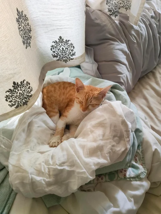 A 3-Month-Old Orange Kitten Rescued From the Street Needs a Home, adoptable cat in Bengaluru
