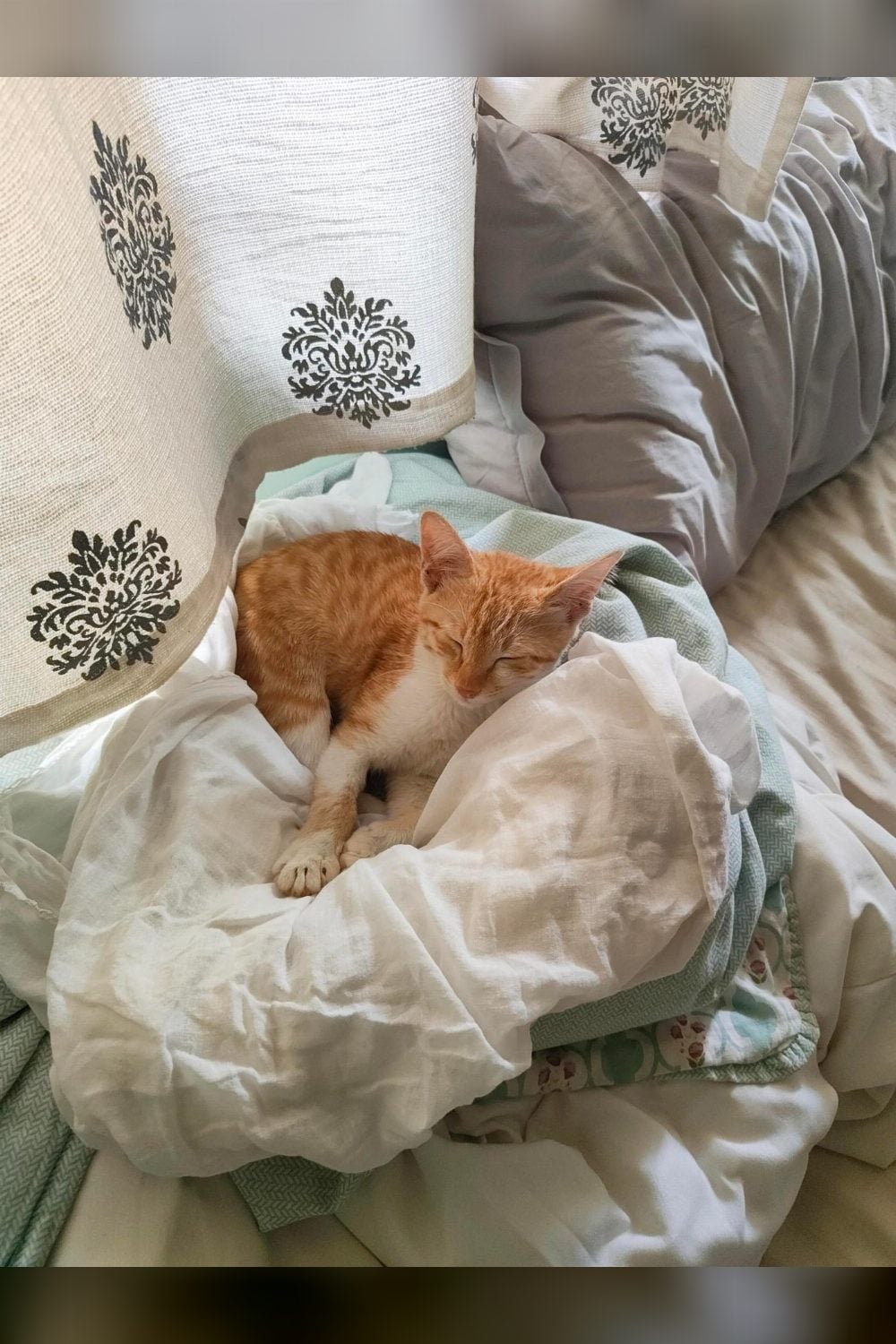 A 3-Month-Old Orange Kitten Rescued From the Street Needs a Home — Bengaluru