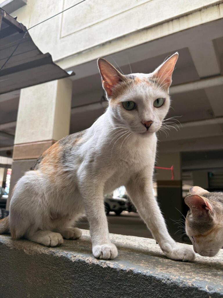 A white and grey street cat sitting on concrete in Yelahanka, Bengaluru