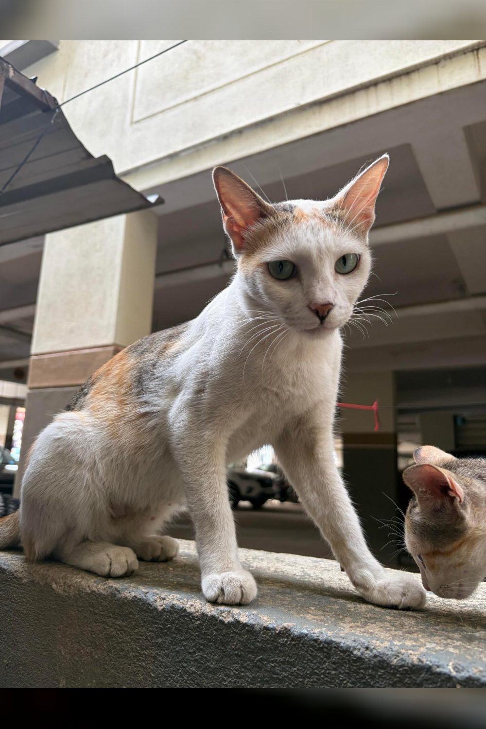 A one-year-old mother cat in Yelahanka needs to get off the street — Bengaluru