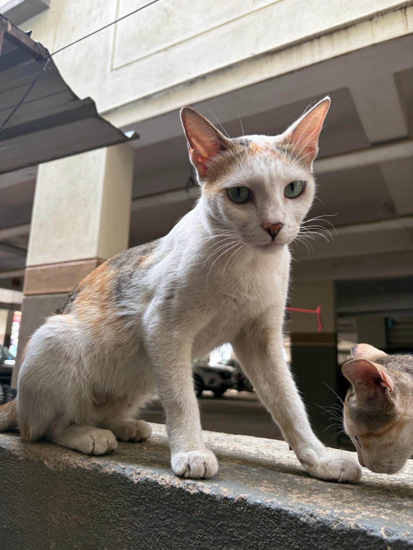 A one-year-old mother cat in Yelahanka needs to get off the street — Bengaluru
